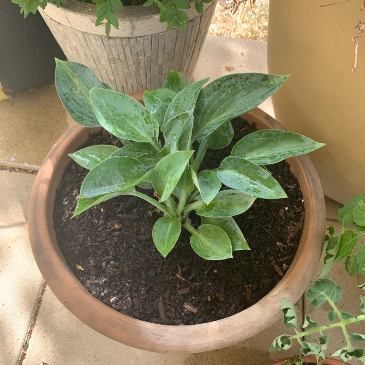 Plant image Hosta (Tardiana Group) 'Dorset Blue'