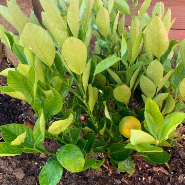 Citrus x microcarpa