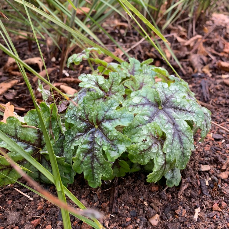plant image 1328995