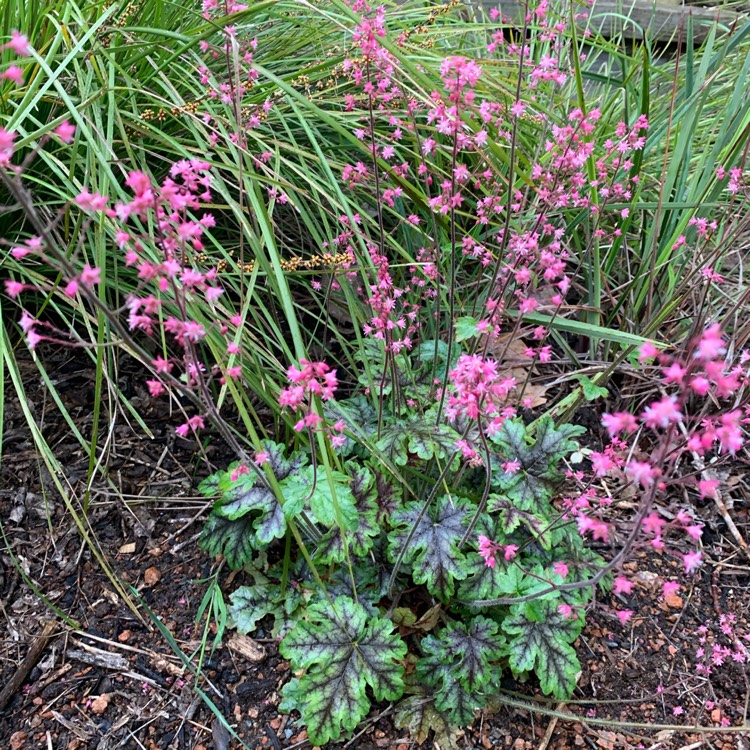 Plant image Heuchera 'Marvelous Marble'