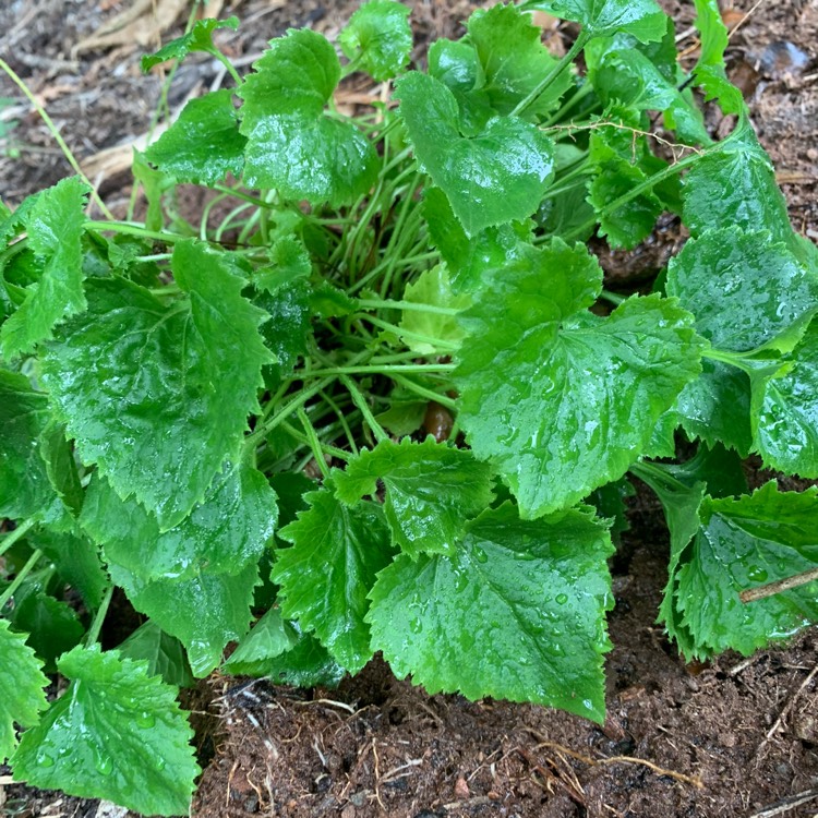 plant image 1430252