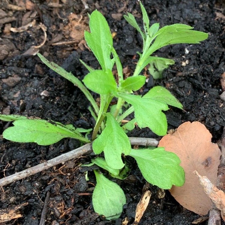 plant image 1455577