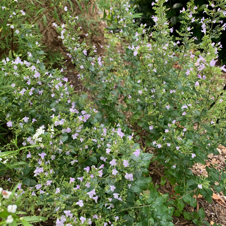 Plant image Calamintha nepeta 'Weisse Riese'