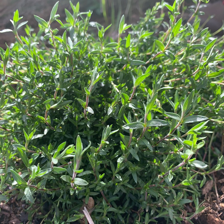 plant image 1533013