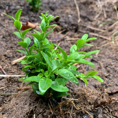 Buxus sempervirens