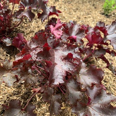 Alumroot 'Black Beauty'