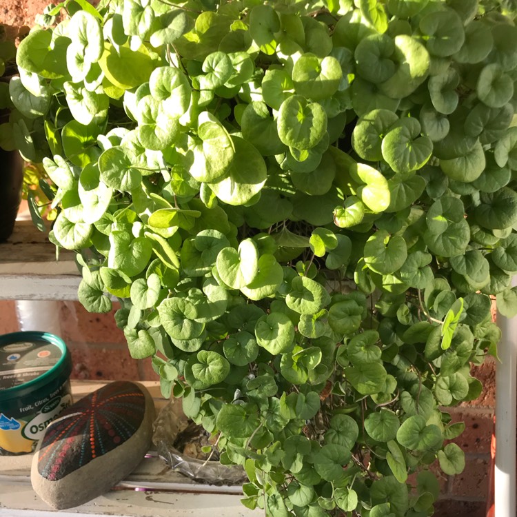 Plant image Dichondra repens