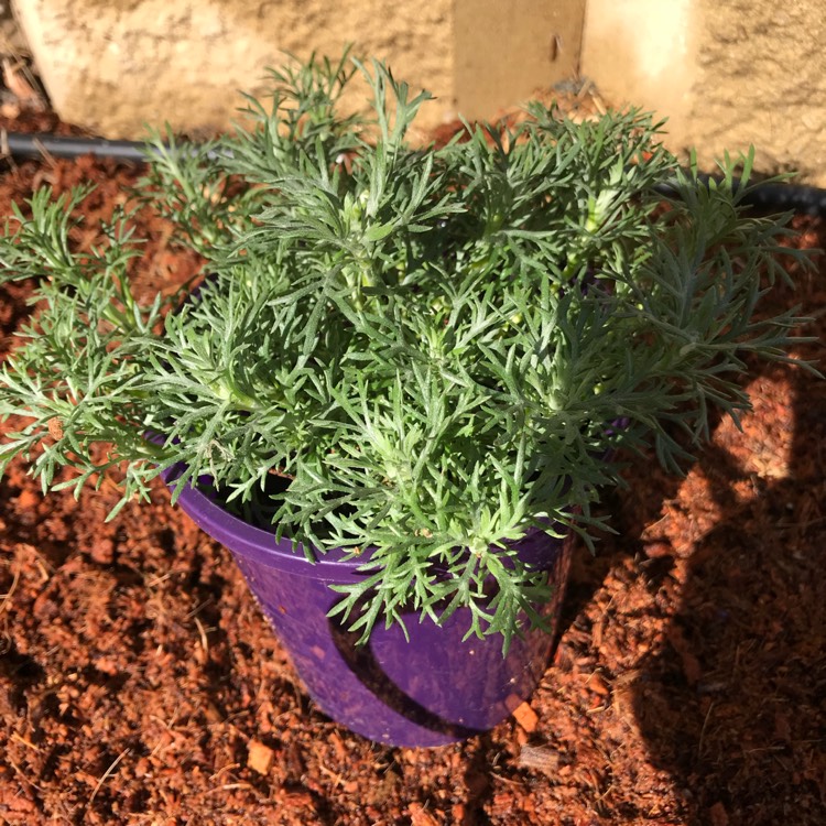 Plant image Rhodanthemum 'Casablanca' (Atlas Daisy Series)