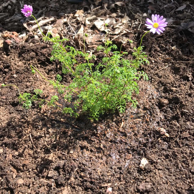 Plant image Brachyscome multifida