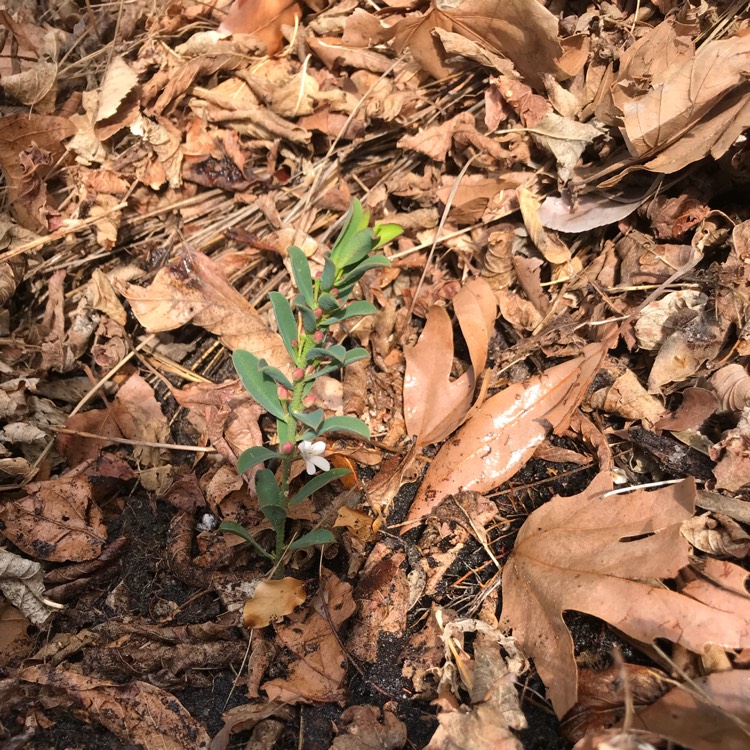 plant image 835763