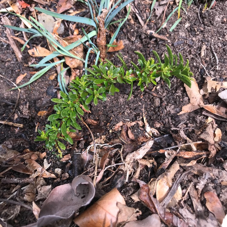 Plant image Myoporum Parvifolium