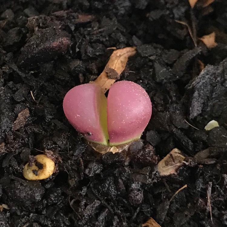 plant image 866008