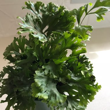 Polypodium Fallax