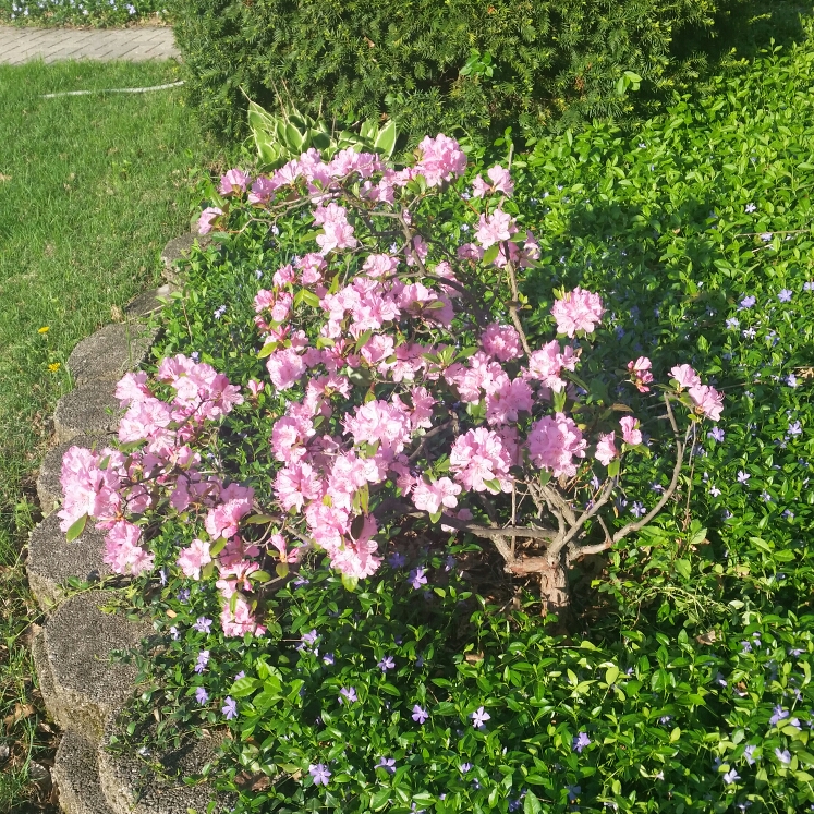 Plant image Rhododendron 'Lilac time'