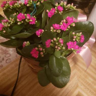 Kalanchoe