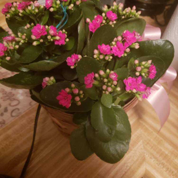 plant image 1192643
