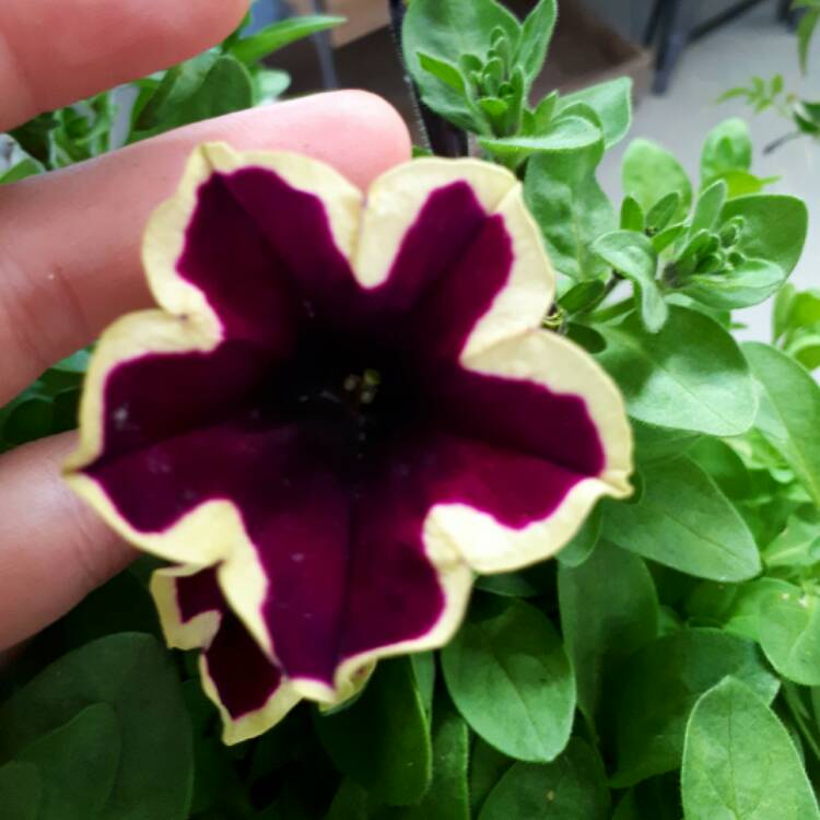 Plant image Petunia 'Pegasus Velvet Picotee'