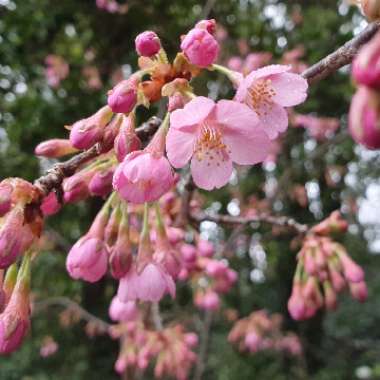 Prunus Serrulata