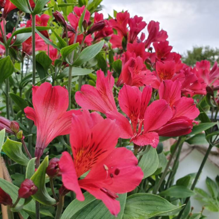 plant image 1360970