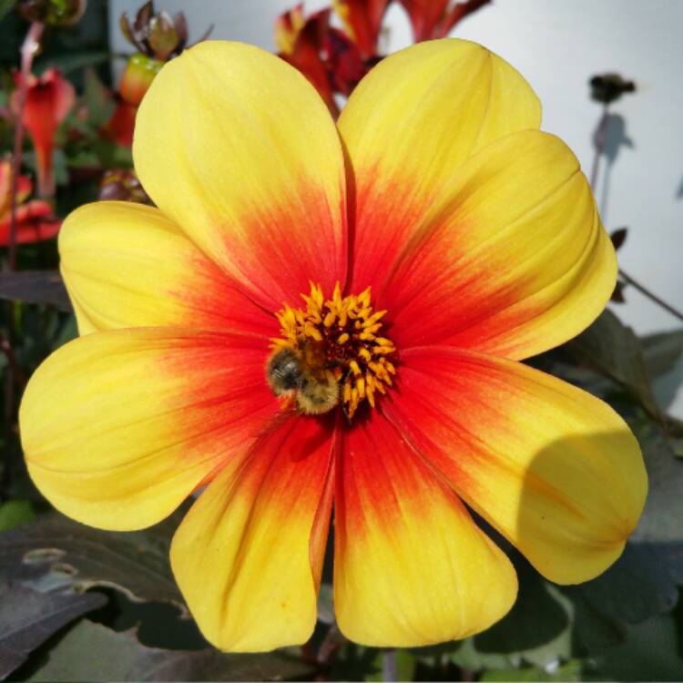 Plant image Dahlia 'Sunshine'