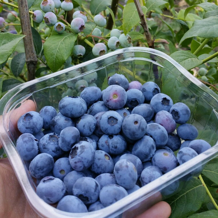 Plant image Vaccinium corymbosum 'Patriot'