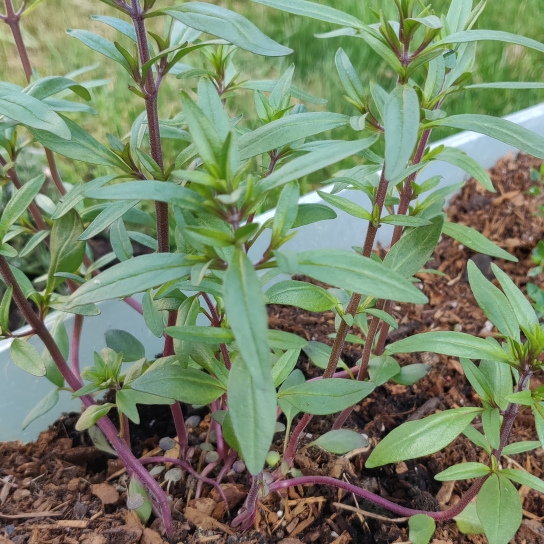 Plant image Satureja hortensis