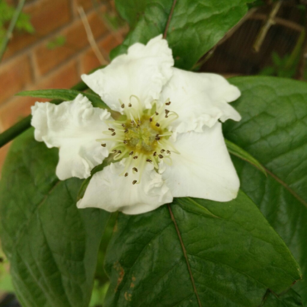 Nottingham Medlar