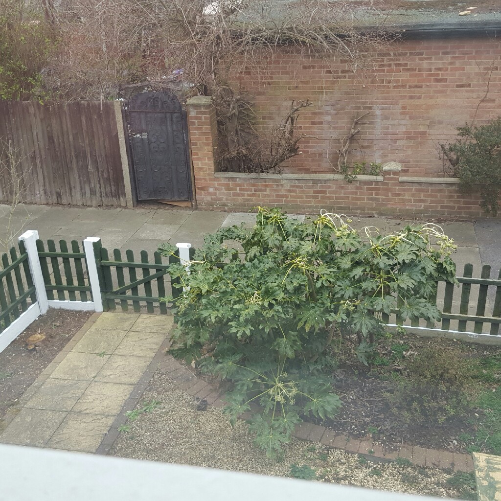 plant image 31038
