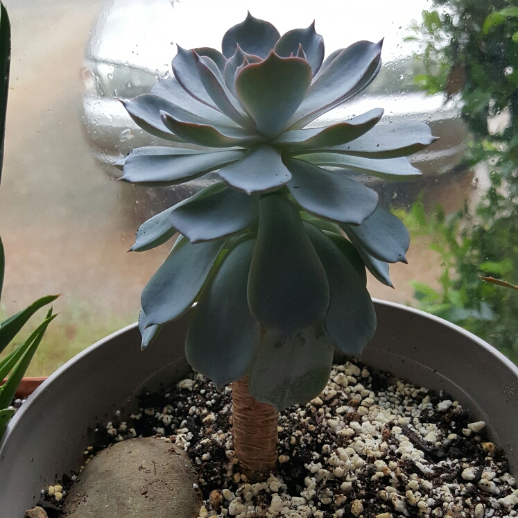plant image 227285