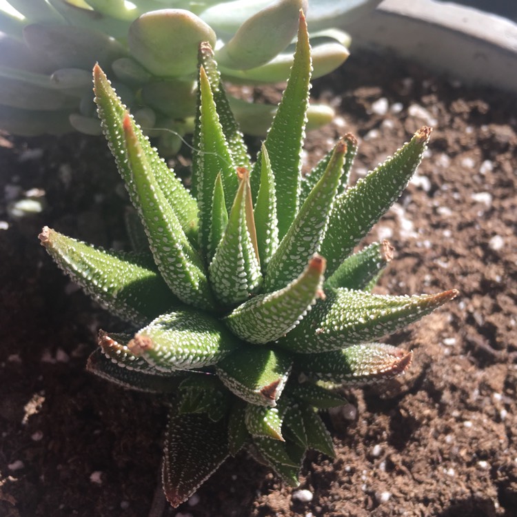 plant image 719285