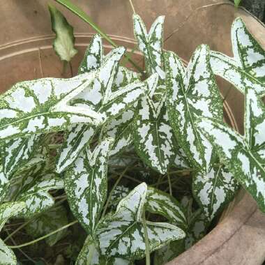Syngonium podophyllum 'White Butterfly'