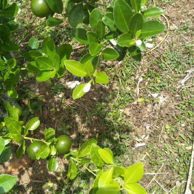 Plant image Citrus