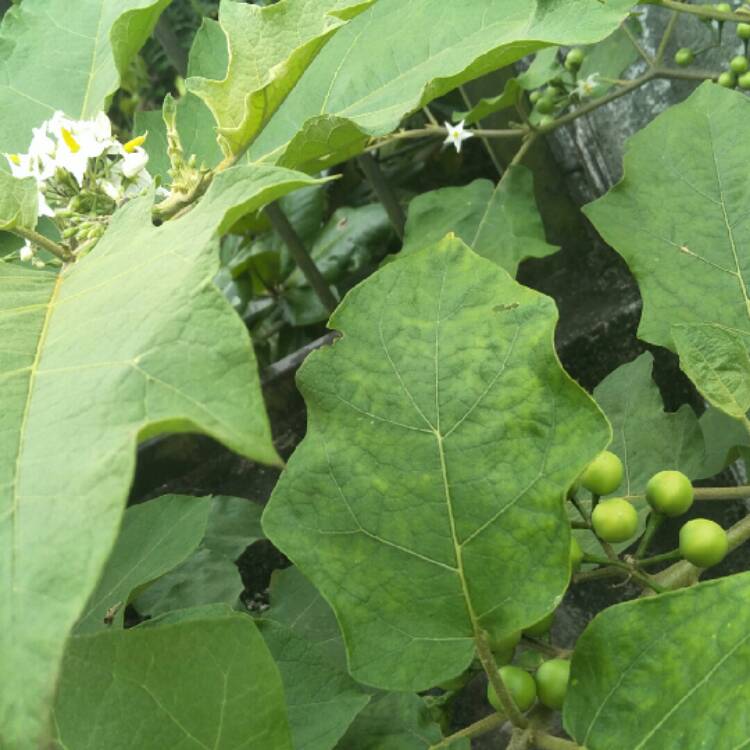 Plant image Solanum Torvum