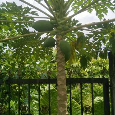Papaya