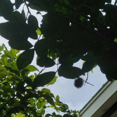 Rambutan