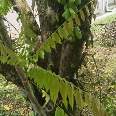 Averrhoa Carambola