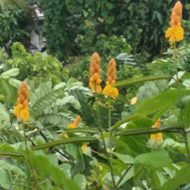 Senna alata syn. Cassia alata
