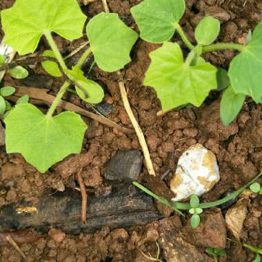 Cucumber 'Burpless'
