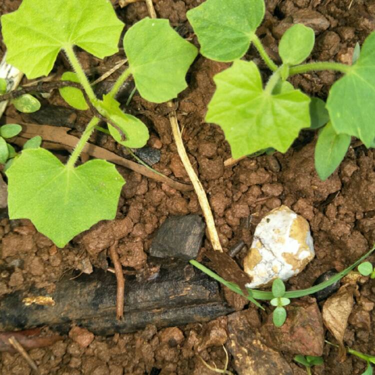 Plant image Cucumis sativus 'Burpless'