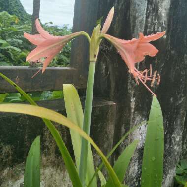 Daylily (Species) Common Orange Daylily