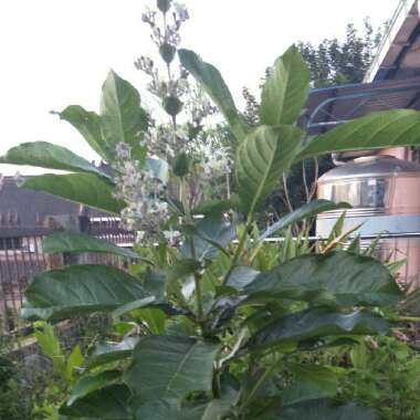 Agnes's garden