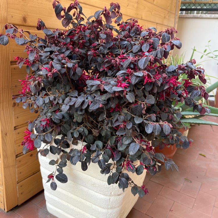Plant image Loropetalum chinense