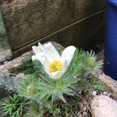 Pasqueflower 'Alba'