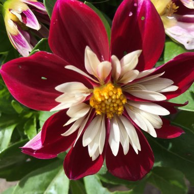 Amanda's garden
