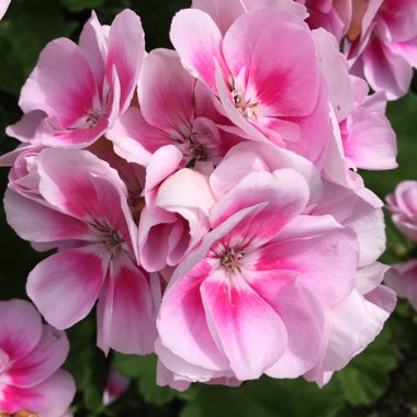 Pelargonium (Geranium)