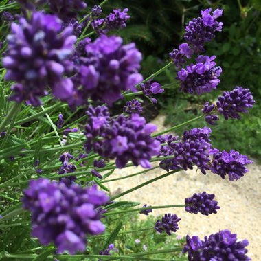 Lavender