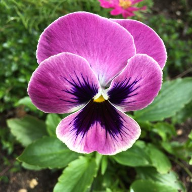 Pansy