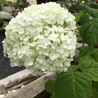 Hydrangea 'Annabelle'