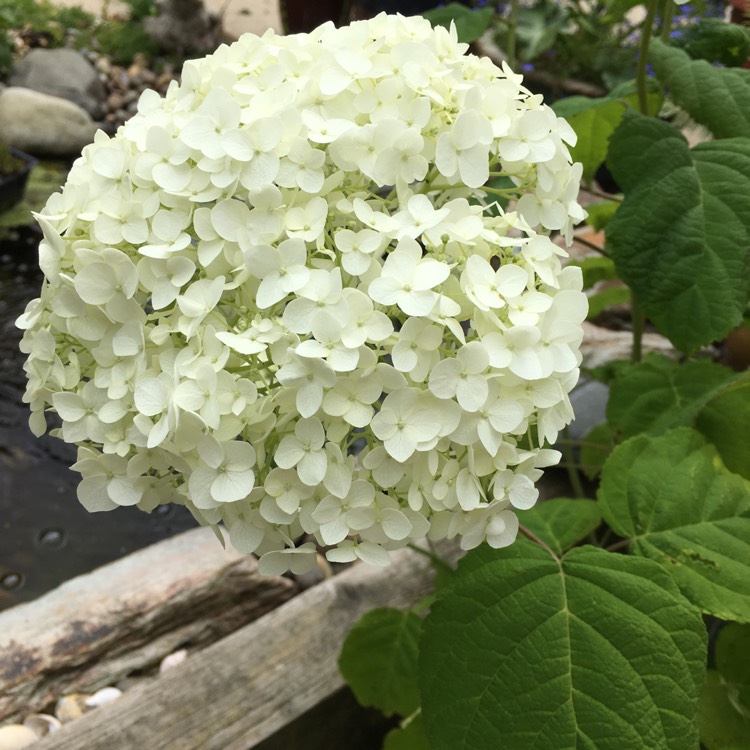 plant image 1346263