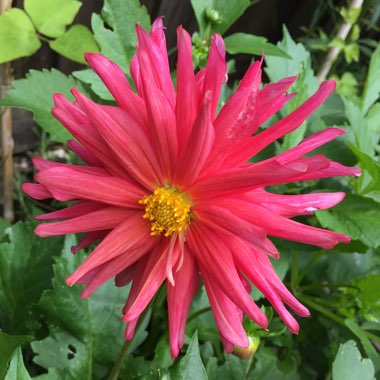 Dahlia